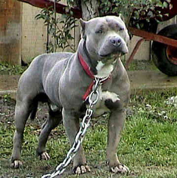 CLICK TO JOIN THE LARGEST PITBULL SOCIAL NETWORK 