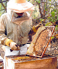 apicultura_gg