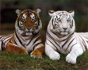 tigre_branco_comum