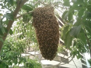 abelhas-02
