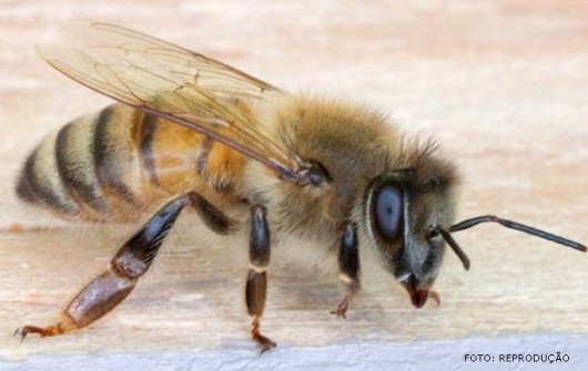 Ataque de abelhas italianas fere homem e mata cavalo e galinhas em Juazeiro  do Norte - Região - Diário do Nordeste
